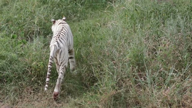 White male tiger walking on a path in the forest, wild animal in the nature habitat