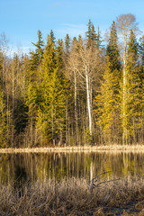 Lake Shore in Early Spring