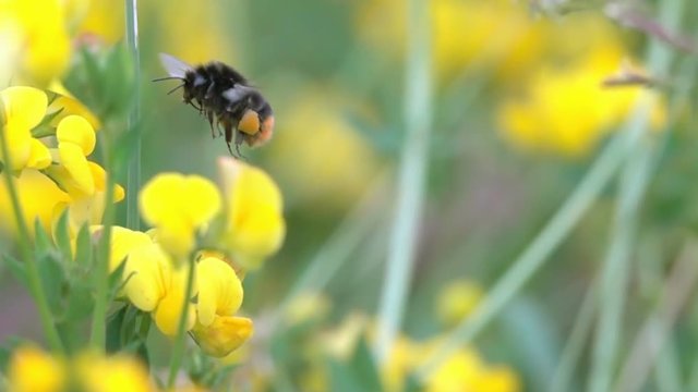Bee BumbleBee Flying on Yellow Flowers with Pollen blurred background slow-motion nature 