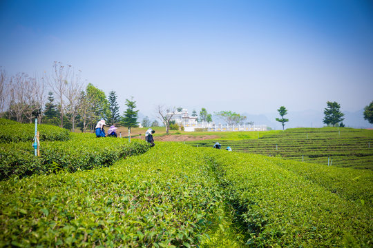Choui fong tea plantation at Maejan , tourist attraction at Chiang Rai province, Beautiful landscape view in thailand