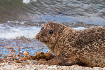 A basking Common or Harbor Seal (Phoca vitulina) at Portgordon beach, Buckie, Moray, Scotland