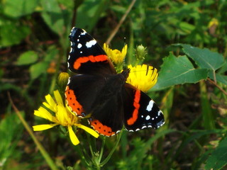 butterfly on flower