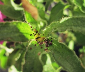 Fruits of transcendental love.