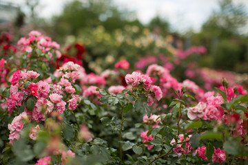 Obraz premium Rosa Büschelrosen im Park