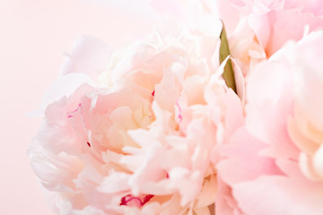 Obraz na płótnie Canvas Blurred delicate petals of a pink peony. Unfocused abstract floral background