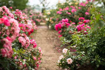 Fototapeta na wymiar Rosenblüten im Sommer