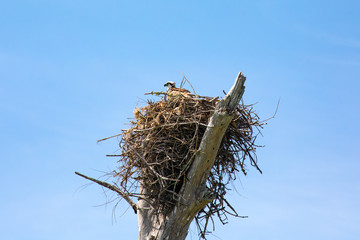 An osprey sits on its nest perched high above a narrow key between the Gulf and Mexico and the Gulf Intracoastal Waterway, near Englewood, Florida, USA, on an early spring day. 