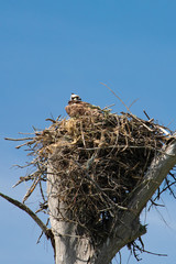 An osprey sits on its nest perched high above a narrow key between the Gulf and Mexico and the Gulf Intracoastal Waterway, near Englewood, Florida, USA, on an early spring day. 