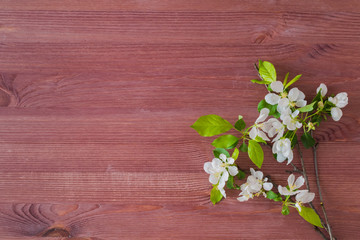 Flat lay composition with spring white flowers on a wooden background