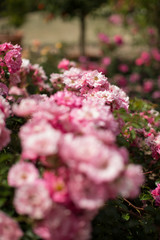 Fototapeta premium Blütenrausch in rosa