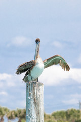 A Brown Pelican waves its wing while perched on a wood post near shore in the Gulf of Mexico near Englewood, Florida, USA, in early spring sun
