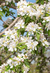 Apple tree branches covered in flowers in spring