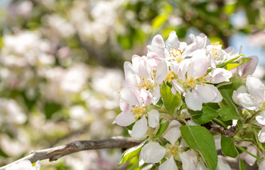 Cluster of apple flowers in spring sunlight