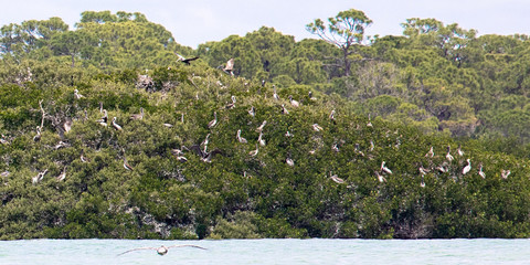 Close up of a Brown Pelican rookery colony on a mangrove island in the Gulf Intracoastal Waterway near Englewood, Florida, USA, in early spring