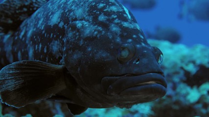 A large white-spotted grouper, Epinephelus coeruleopunctatus, swims in the reef and looks straight into the camera. (Funnily, eyes look like they have a cataract), Maldives, Indian Ocean, slow motion