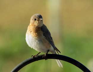 Beautiful female Eastern Bluebird sitting on a shepherd's hook in early morning sun
