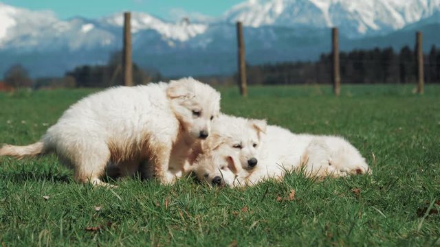 A group of tiny white shepherd puppies sleep in the green meadow with snowy mountains in the background, while another dog joins them. A big white pile of fur - cuteness overload.