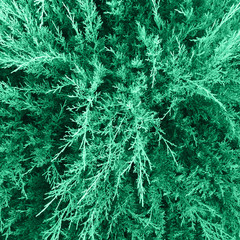 Nature concept. Textural background of cypress greenery, top view with close-up. Ornamental trees...