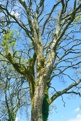 Woodland and Trees.
