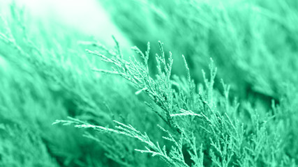 Juicy fresh branches of young green cypress close-up of macro with free space for text. Inspiration...