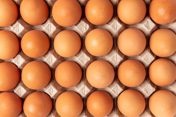 Raw eggs in the tray isolated on white background.