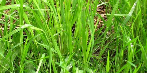 drops of morning dew on green grass