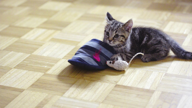 Cute little cat playing with slippers
