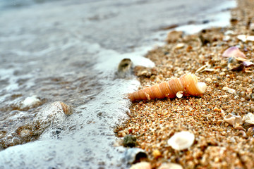 Wave with shell