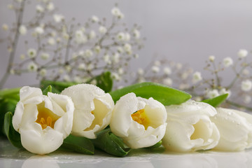 Bouquet of fresh white tulips covered with dew drops on white background. Tulip petals covered with water drops