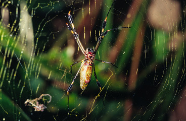 spinne im regenwald