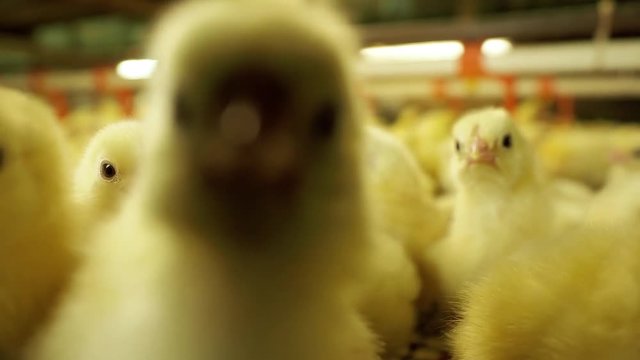 Funny curious fluffy chick looking to camera with crowd broiler chickens at farm. Feeding area with drinking bowl for newborn birds growing in large incubator. Agribusiness for product organic food