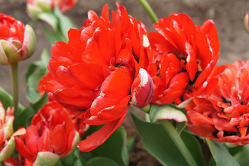 Red double late tulip flowers in garden 
