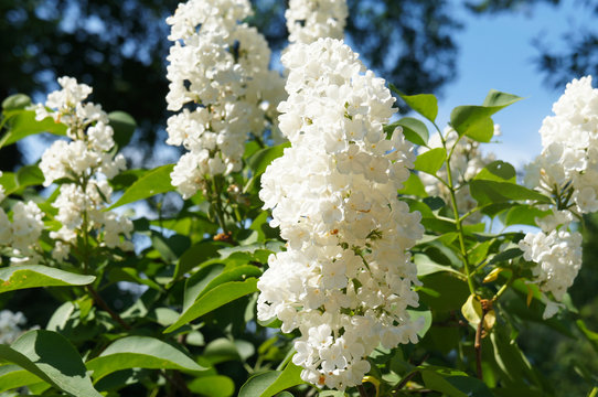 White lilac or syringa alba flowers