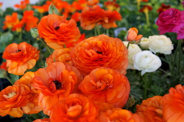 Persian buttercup Ranunculus asiatecus