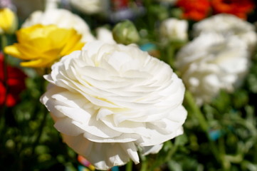 Persian buttercup Ranunculus asiatecus