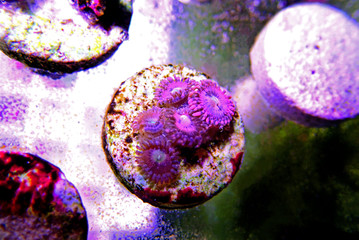 Underwater Macro shot on Stardust pink zoanthus  © Kolevski.V