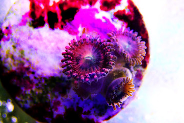 Underwater Macro shot on Stardust pink zoanthus  © Kolevski.V