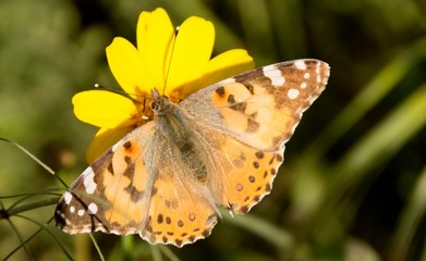 Details of a wild painted lady butterfly with flower