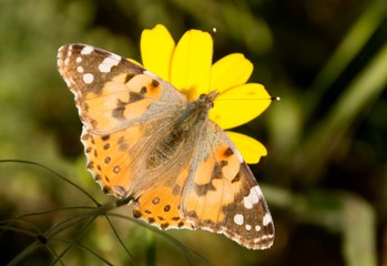 Details of a wild painted lady butterfly with flower