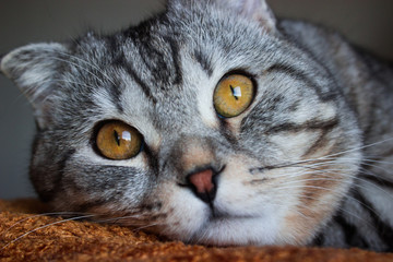 Gray Scottish Fold Cat photography. The tabby variety. A beautiful background that you can use as wallpaper, cover, postcard, etc.