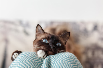 Siamese cat on girl's lap