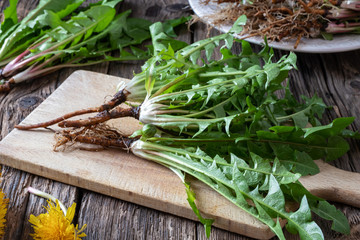 Dandelion plants with roots on a cutting board