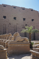 Luxor, Egypt: Row of ram sphinxes at the entrance to the Temple of Amun at the Karnak Temple complex.