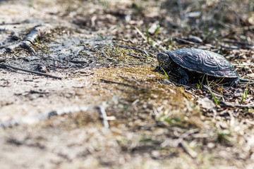 European pond turtle, Emys orbicularis