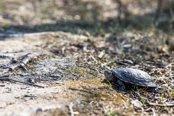 European pond turtle, Emys orbicularis