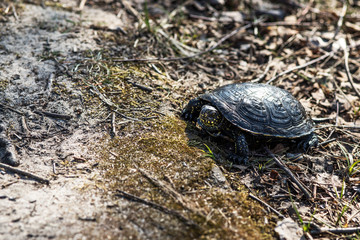 European pond turtle, Emys orbicularis