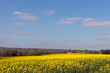 Obraz premium Rapeseed (Brassica napus) flowering in the East Sussex countryside near Birch Grove