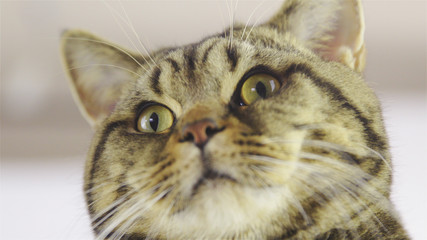 British Shorthair head close-up