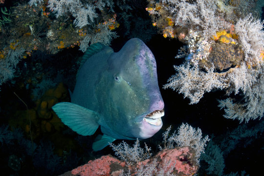 Underwater world - Green humphead parrotfish - Bolbometopon muricatum. Liberty wreck. Tulamben, Bali, Indonesia. 