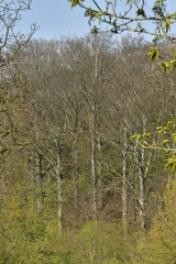 Cimes des hêtres majestueux de la forêt de Soignes sur le versant opposé ,au domaine de l'abbaye du Rouge-Cloître à Auderghem